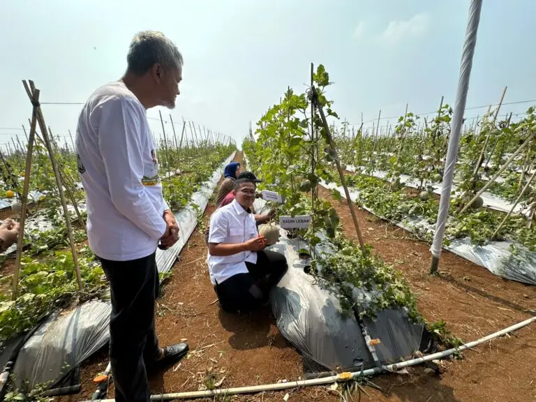 Panen Melon Premium di Cileles, Kadin Lebak Dorong Petani Masuk Pasar Bernilai Tinggi